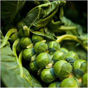 Brussels Sprout Seeds For Planting, Long Island Improved (Brassica oleracea) by Seed Needs LLC
