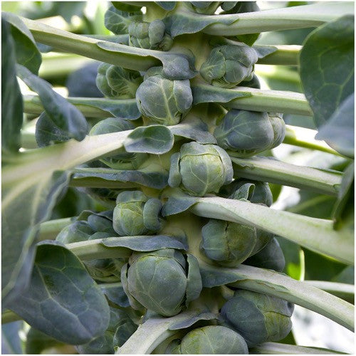 Brussels Sprout Seeds For Planting, Long Island Improved (Brassica oleracea) by Seed Needs LLC
