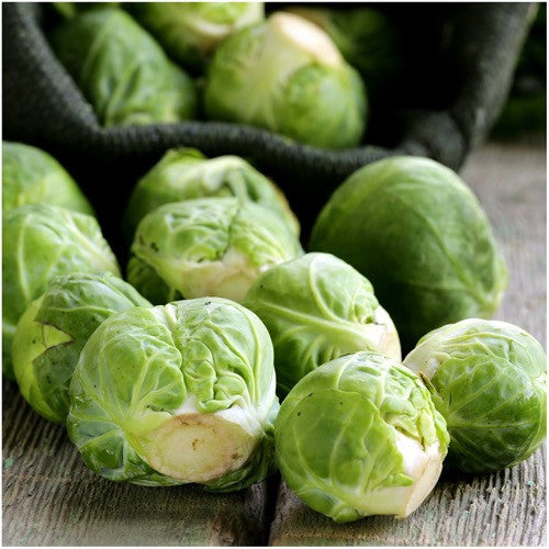 Brussels Sprout Seeds For Planting, Long Island Improved (Brassica oleracea) by Seed Needs LLC