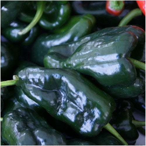 Ancho Grande Chili Pepper Seeds For Planting (Capsicum annuum) by Seed Needs LLC