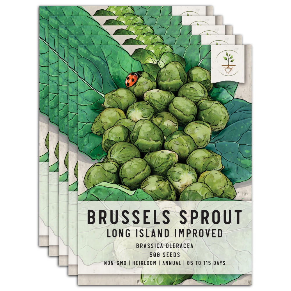 Brussels Sprout Seeds For Planting, Long Island Improved (Brassica oleracea) by Seed Needs LLC