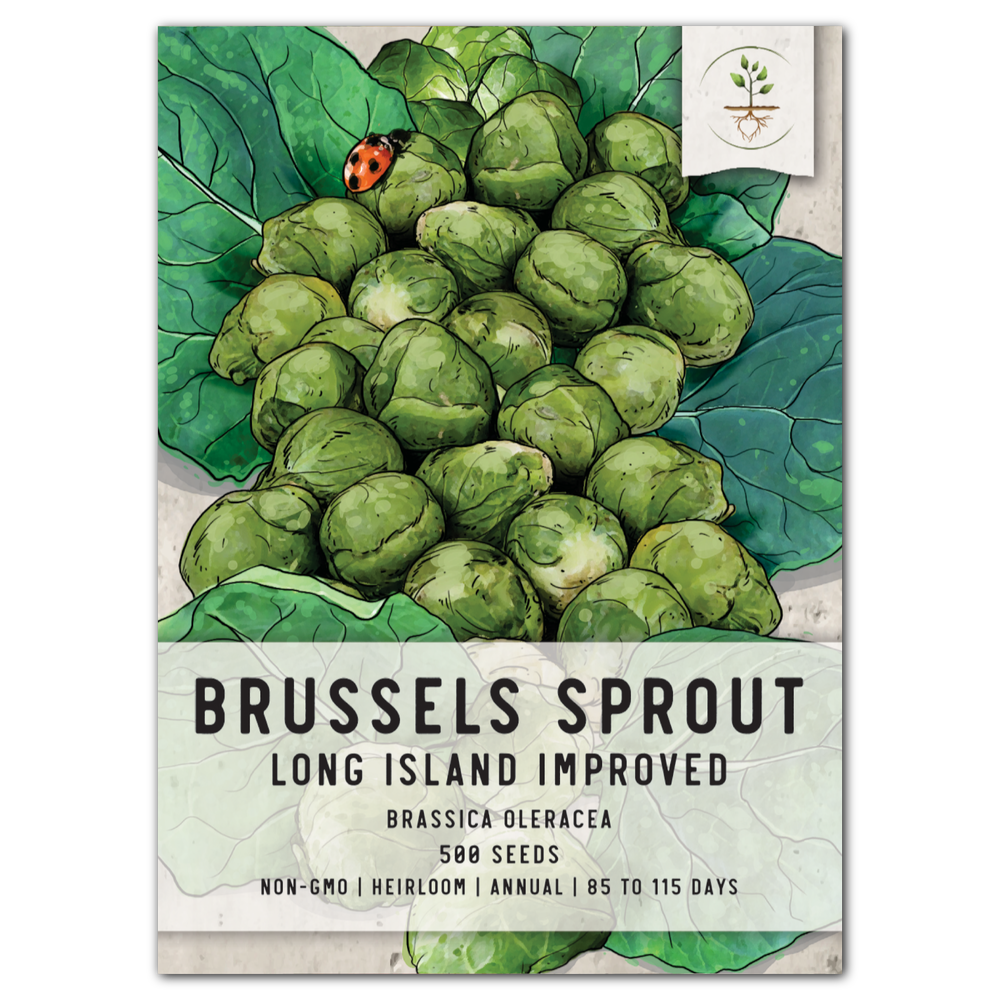 Brussels Sprout Seeds For Planting, Long Island Improved (Brassica oleracea) by Seed Needs LLC