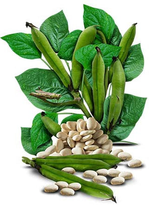 Henderson Lima Bean Seeds For Planting (Phaseolus vulgaris) by Seed Needs LLC