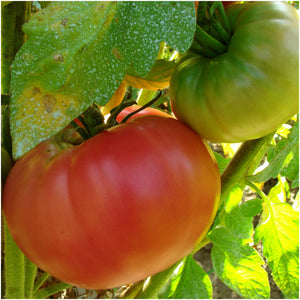 Beefsteak Tomato Seeds For Planting (Lycopersicon esculentum) by Seed Needs LLC