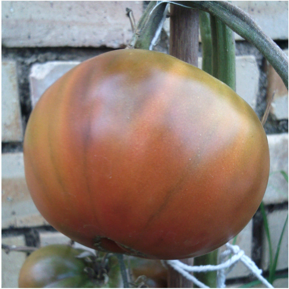 Black From Tula Tomato Seeds For Planting (Solanum lycopersicum) by Seed Needs LLC