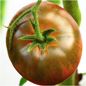 
            
                Load image into Gallery viewer, Black Krim Tomato Seeds For Planting (Solanum lycopersicum) by Seed Needs LLC
            
        