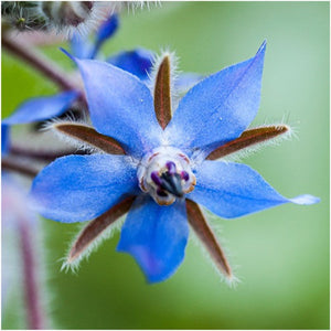 Blue Borage Seeds For Planting (Borago officinalis) by Seed Needs LLC