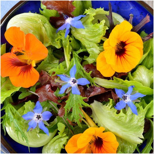 Blue Borage Seeds For Planting (Borago officinalis) by Seed Needs LLC