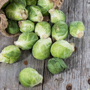 Brussels Sprout Seeds For Planting, Long Island Improved (Brassica oleracea) by Seed Needs LLC