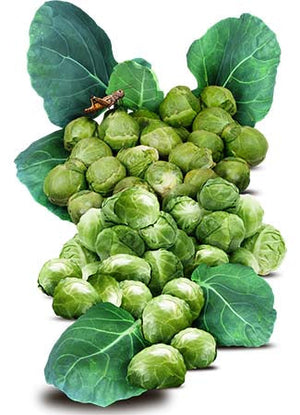 Brussels Sprout Seeds For Planting, Long Island Improved (Brassica oleracea) by Seed Needs LLC