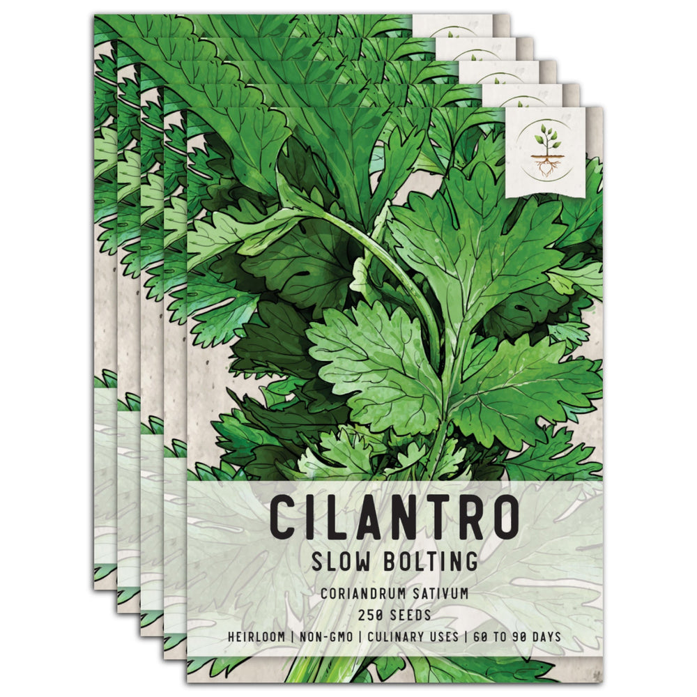 Cilantro Herb Seeds For Planting (Coriandrum sativum) by Seed Needs LLC