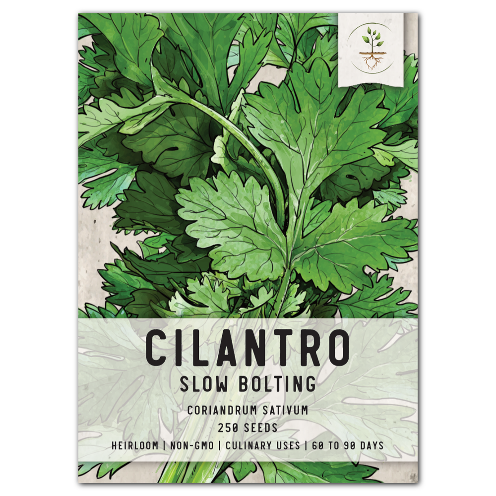 Cilantro Herb Seeds For Planting (Coriandrum sativum) by Seed Needs LLC