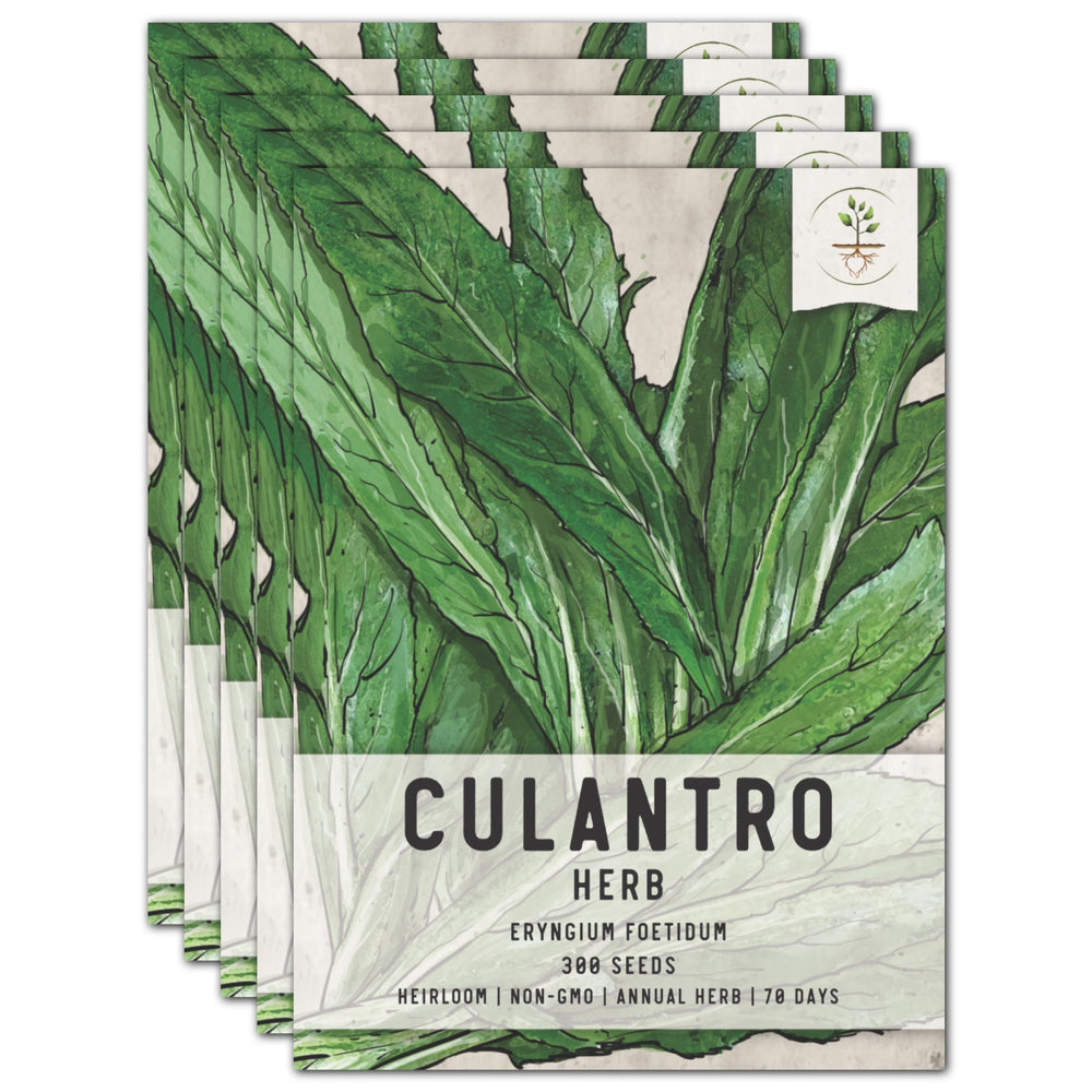 Culantro Herb Seeds For Planting (Eryngium foetidum) by Seed Needs LLC