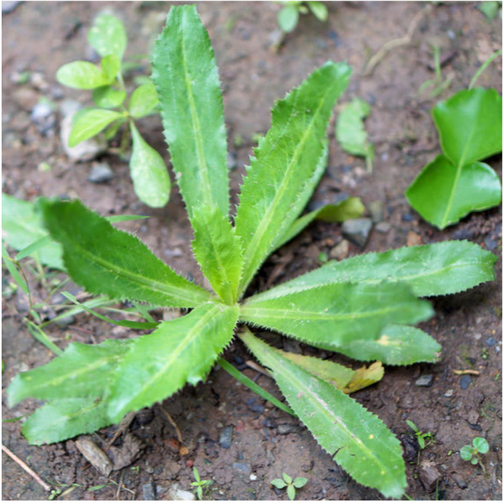 Culantro Herb Seeds For Planting (Eryngium foetidum) by Seed Needs LLC