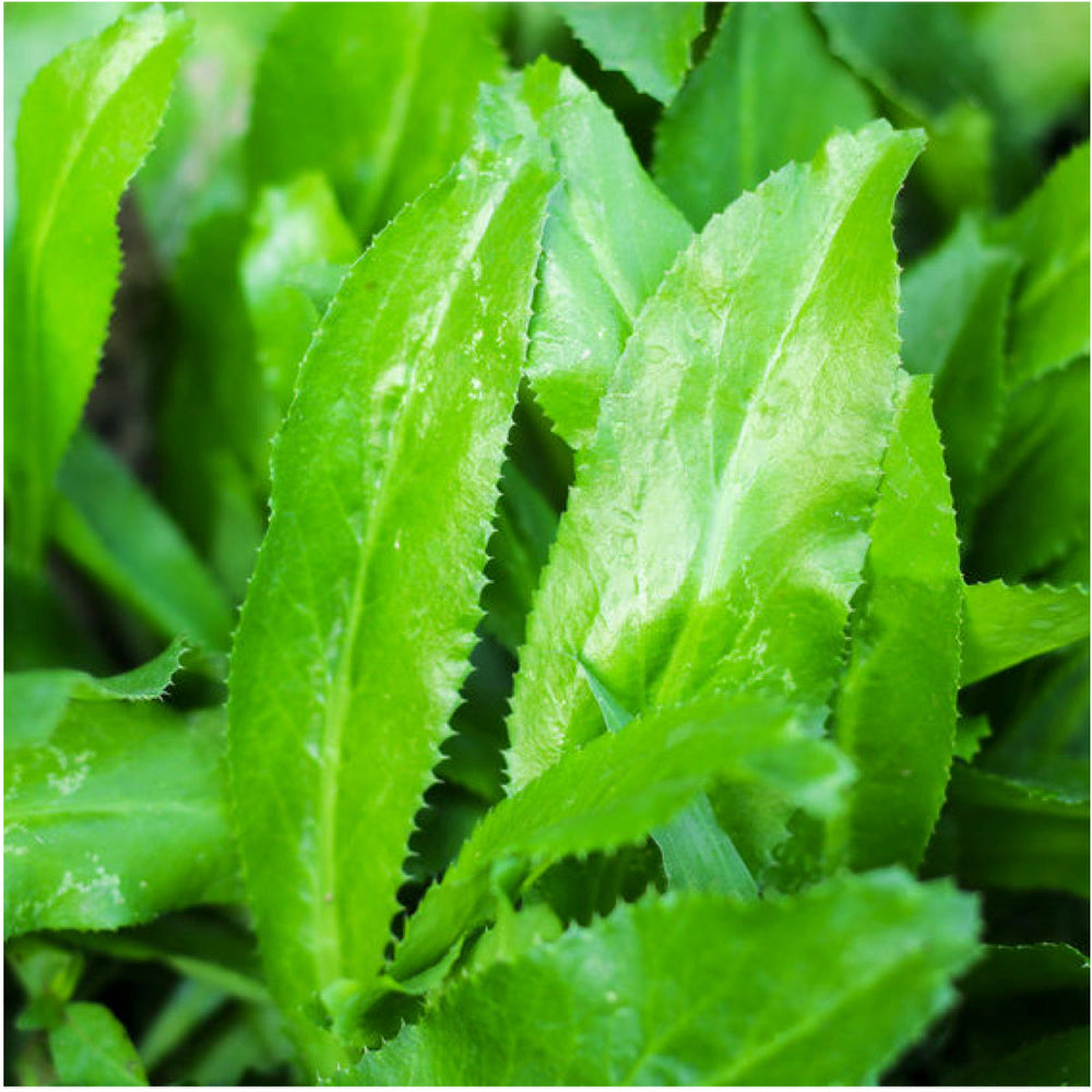 Culantro Herb Seeds For Planting (Eryngium foetidum) by Seed Needs LLC