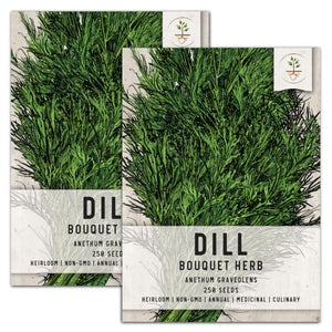 Dill Herb Seeds For Planting (Anethum graveolens) by Seed Needs LLC