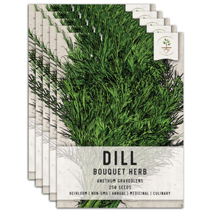 Dill Herb Seeds For Planting (Anethum graveolens) by Seed Needs LLC