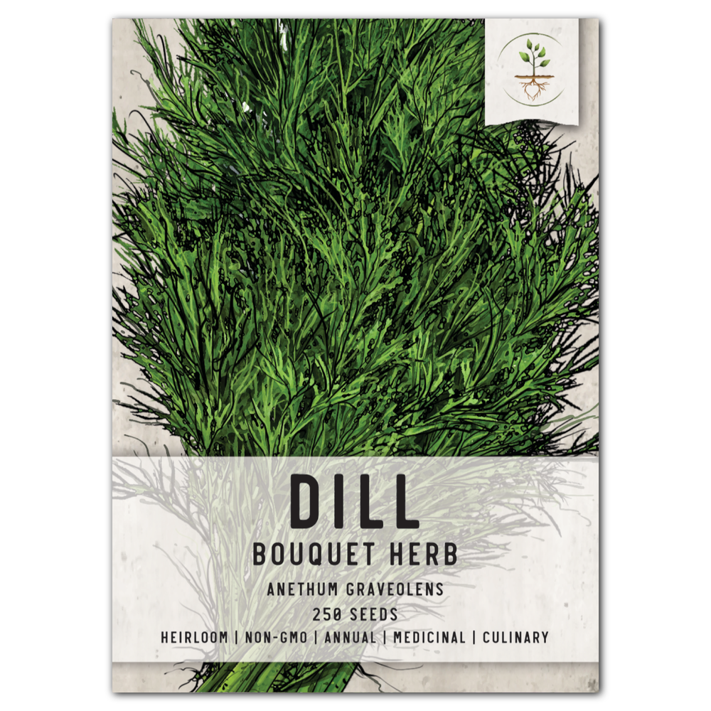 Dill Herb Seeds For Planting (Anethum graveolens) by Seed Needs LLC