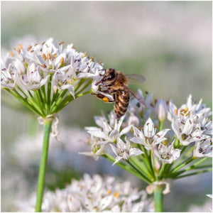 Garlic Chives Herb Seeds For Planting (Allium tuberosum) by Seed Needs LLC