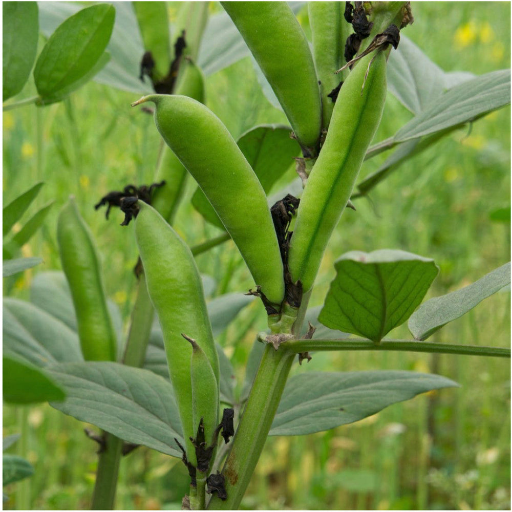Henderson Lima Bean Seeds For Planting (Phaseolus vulgaris) by Seed Needs LLC