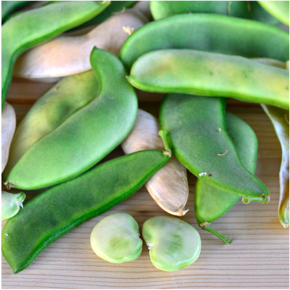 Henderson Lima Bean Seeds For Planting (Phaseolus vulgaris) by Seed Needs LLC