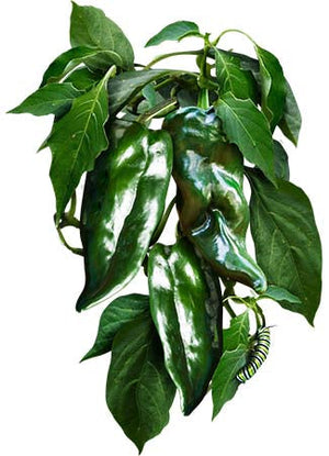 Ancho Grande Chili Pepper Seeds For Planting (Capsicum annuum) by Seed Needs LLC