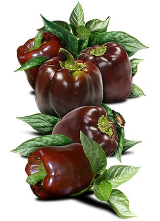Chocolate Bell Pepper Seeds For Planting (Capsicum annuum) by Seed Needs LLC