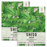 Green Shiso Seeds For Planting (Perilla frutescens) by Seed Needs LLC
