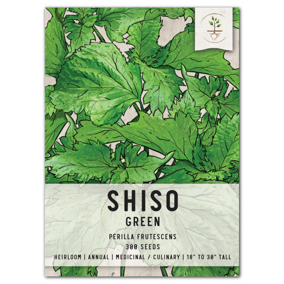 Green Shiso Seeds For Planting (Perilla frutescens) by Seed Needs LLC