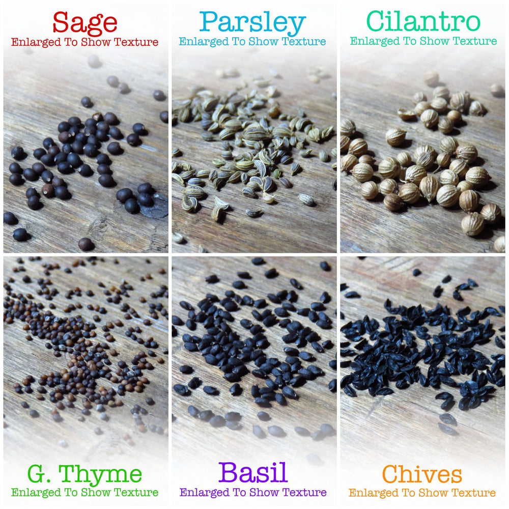 
            
                Load image into Gallery viewer, Culinary Herb Seed Collection by Seed Needs LLC
            
        