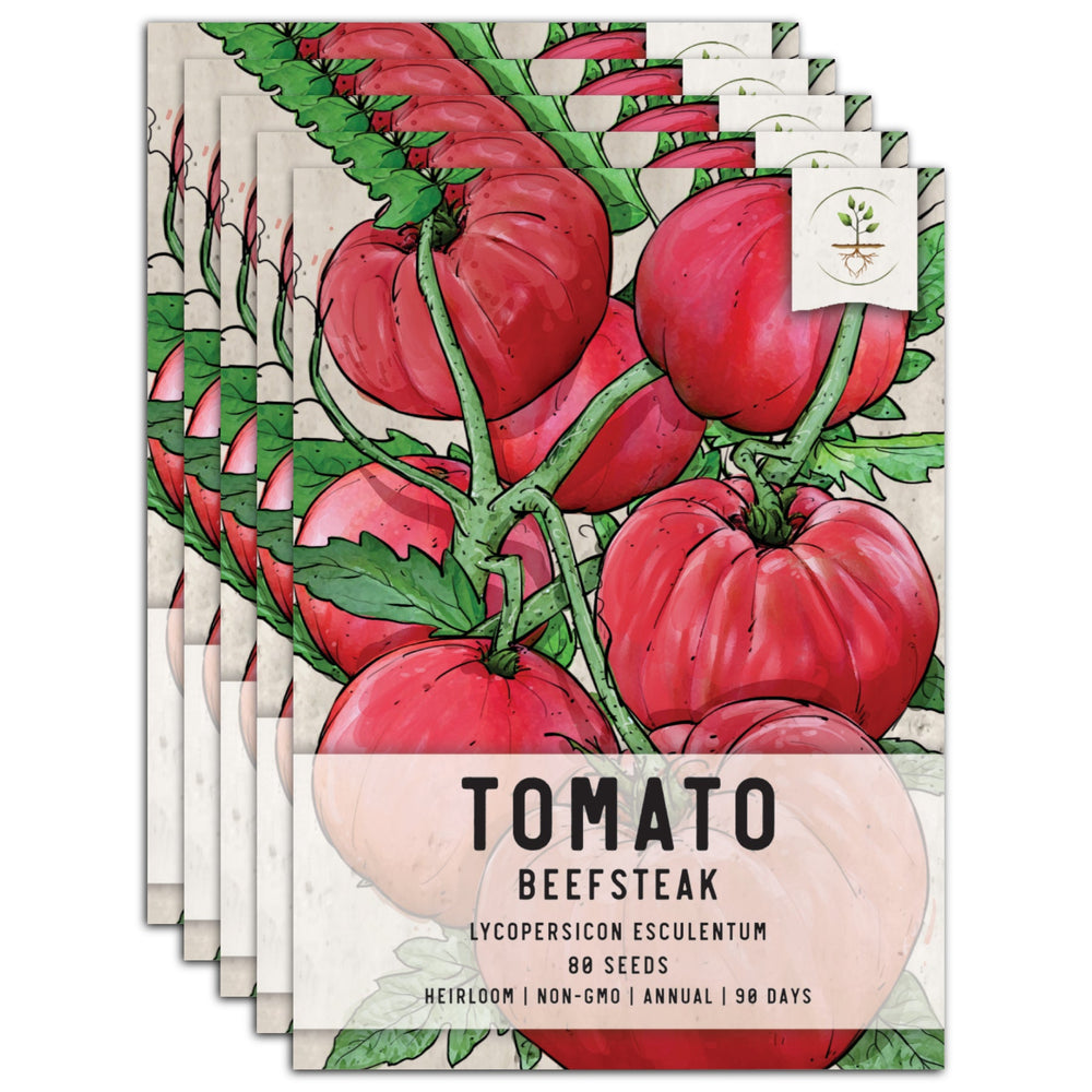 Beefsteak Tomato Seeds For Planting (Lycopersicon esculentum) by Seed Needs LLC