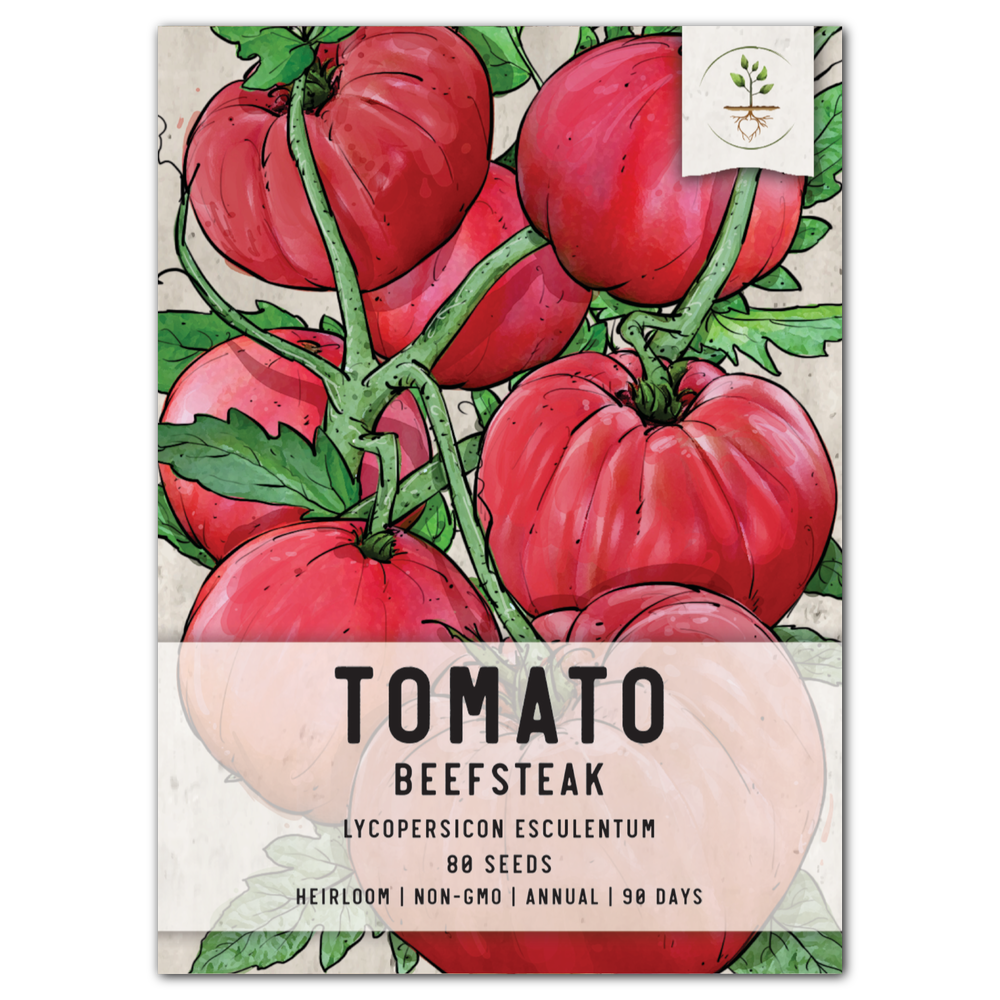 Beefsteak Tomato Seeds For Planting (Lycopersicon esculentum) by Seed Needs LLC
