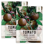 Black Cherry Tomato Seeds For Planting (Solanum lycopersicum) by Seed Needs LLC