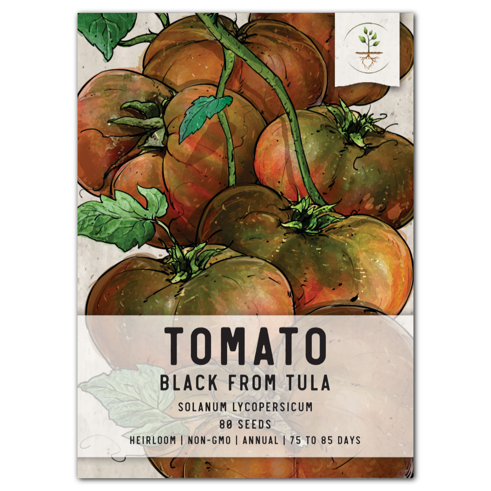 Black From Tula Tomato Seeds For Planting (Solanum lycopersicum) by Seed Needs LLC
