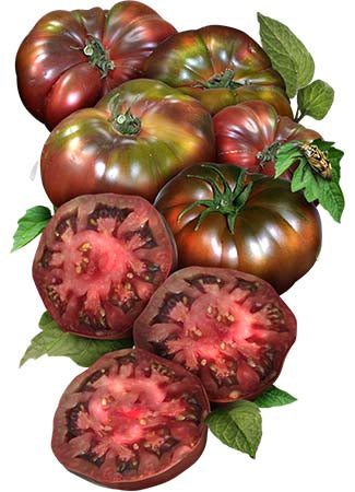 
            
                Load image into Gallery viewer, Black Krim Tomato Seeds For Planting (Solanum lycopersicum) by Seed Needs LLC
            
        